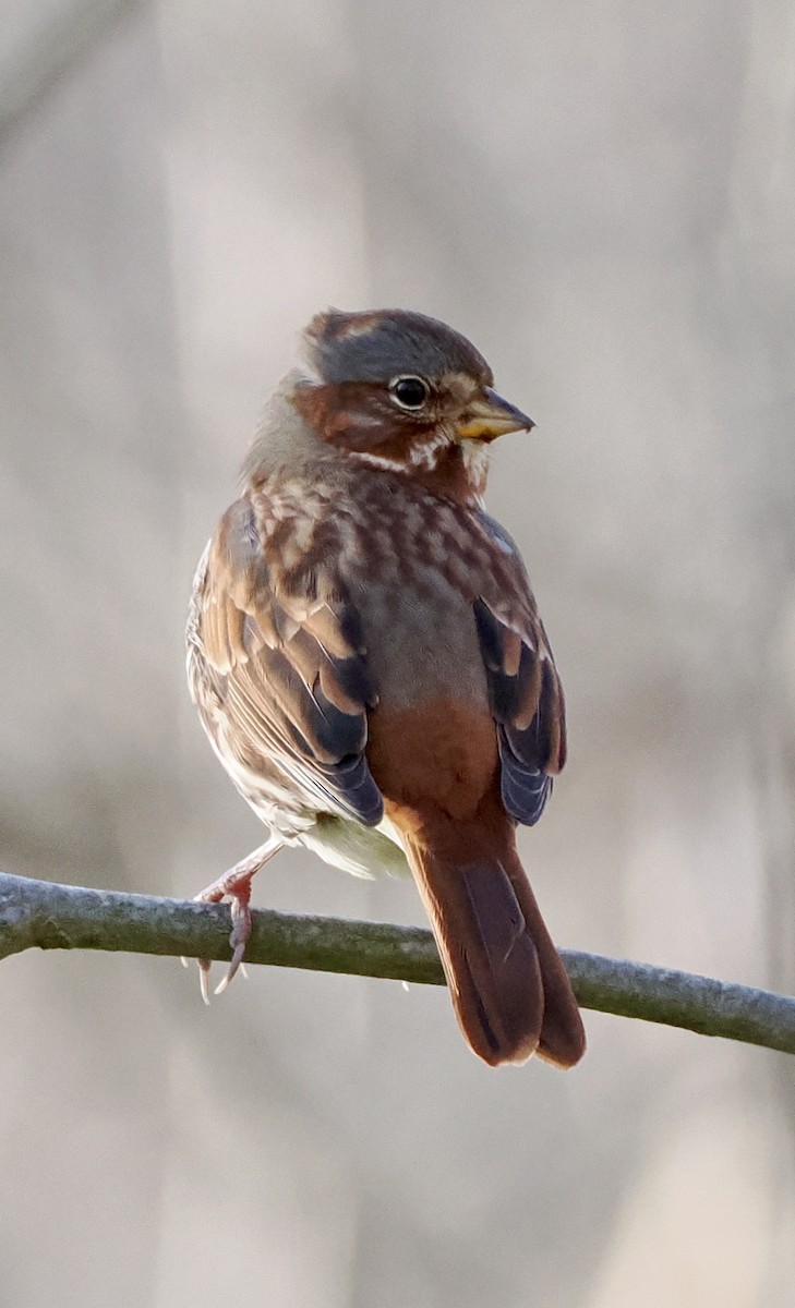 Fox Sparrow - ML646012782