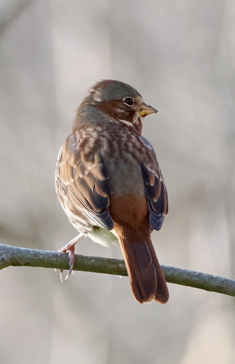 Fox Sparrow - ML646012783