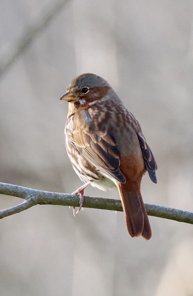 Fox Sparrow - ML646012784