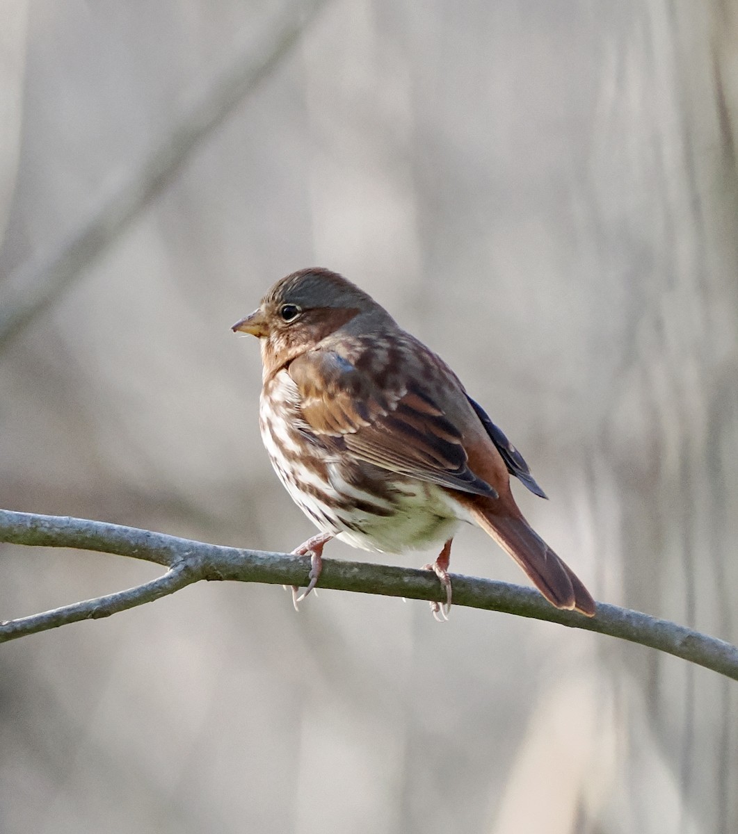 Fox Sparrow - ML646012785