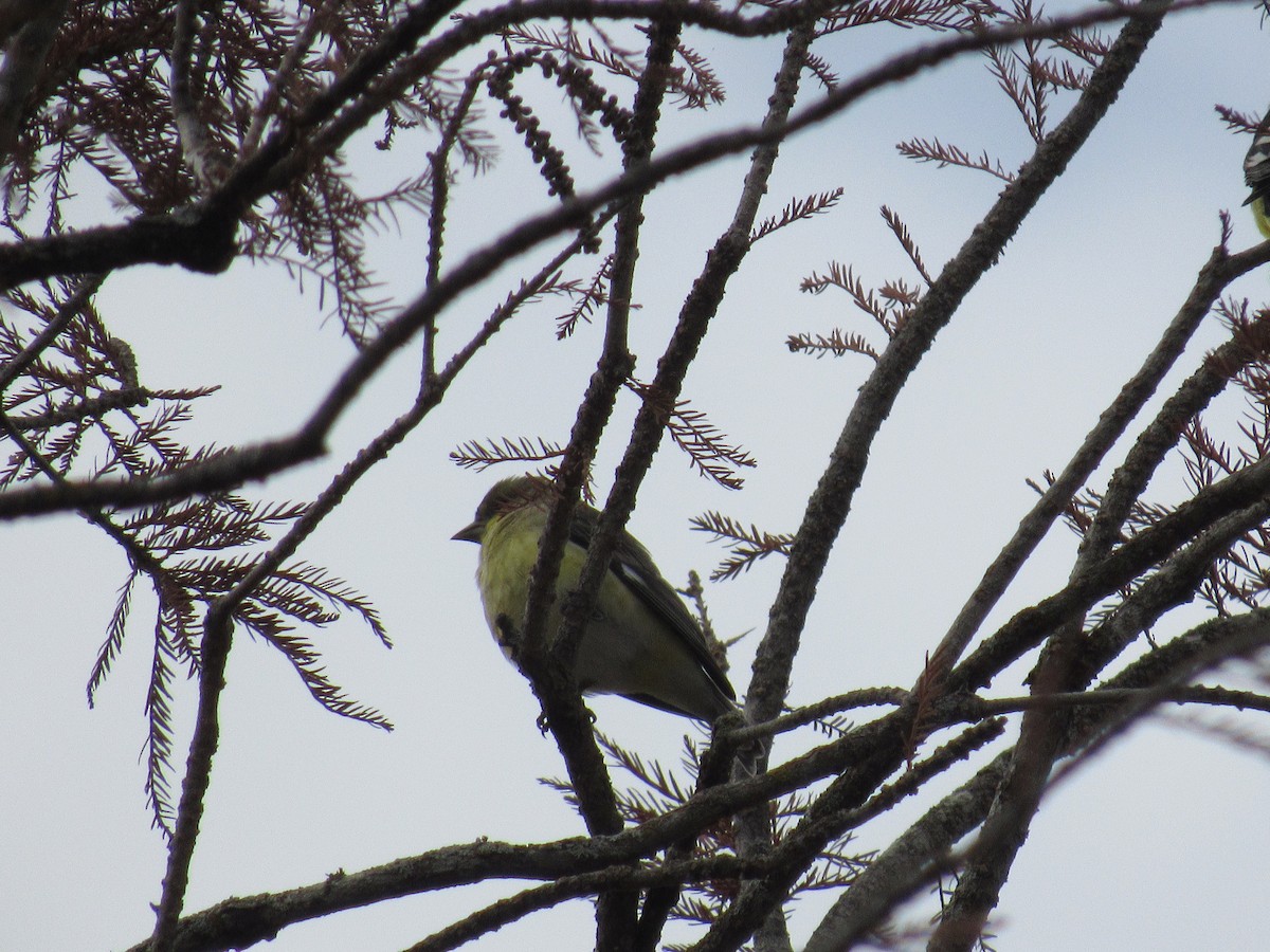 Altın İskete - ML646012789