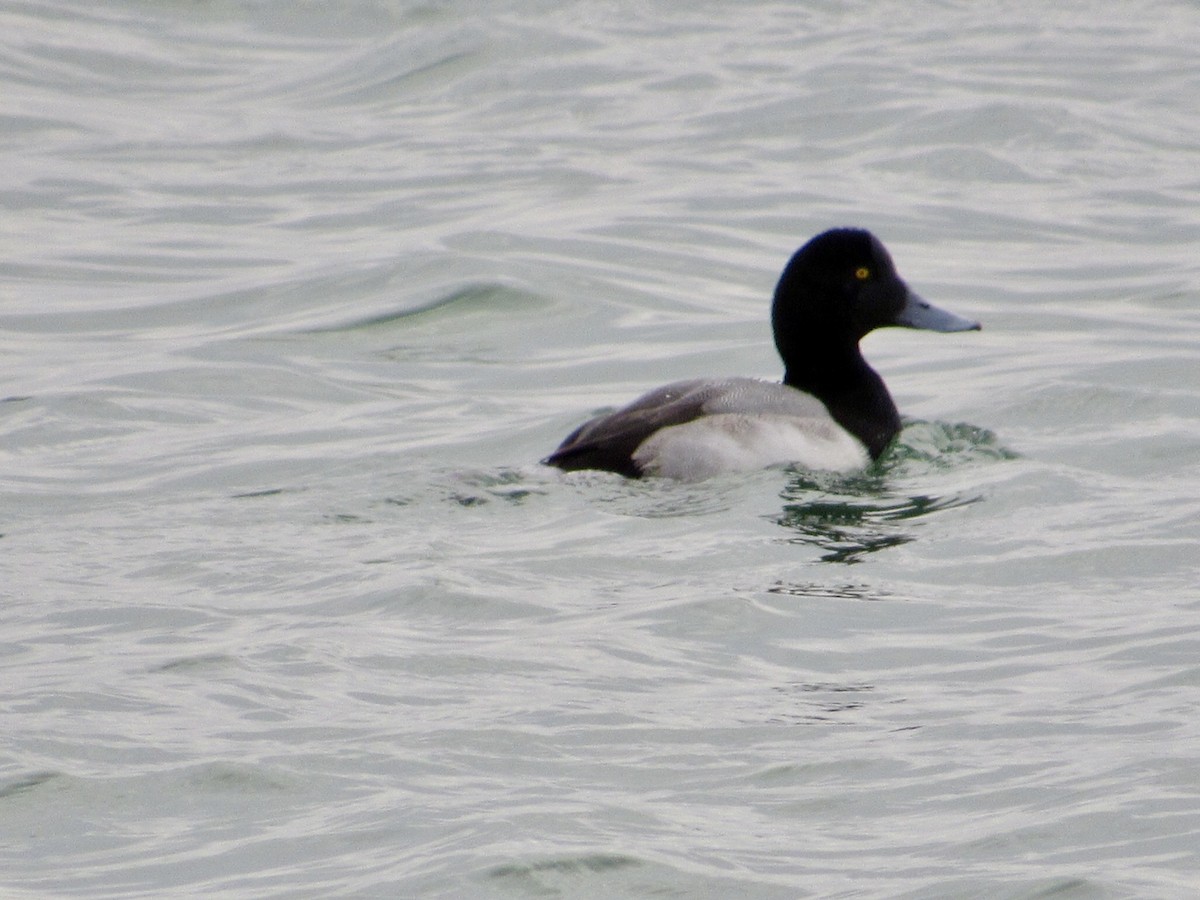 Lesser Scaup - ML646012793