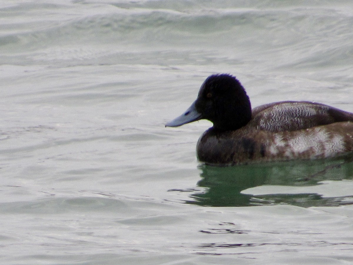 Lesser Scaup - ML646012794