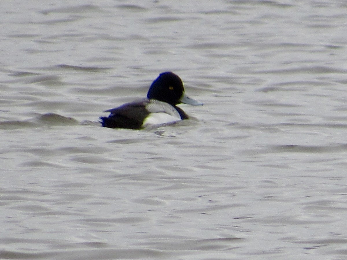 Lesser Scaup - ML646012795