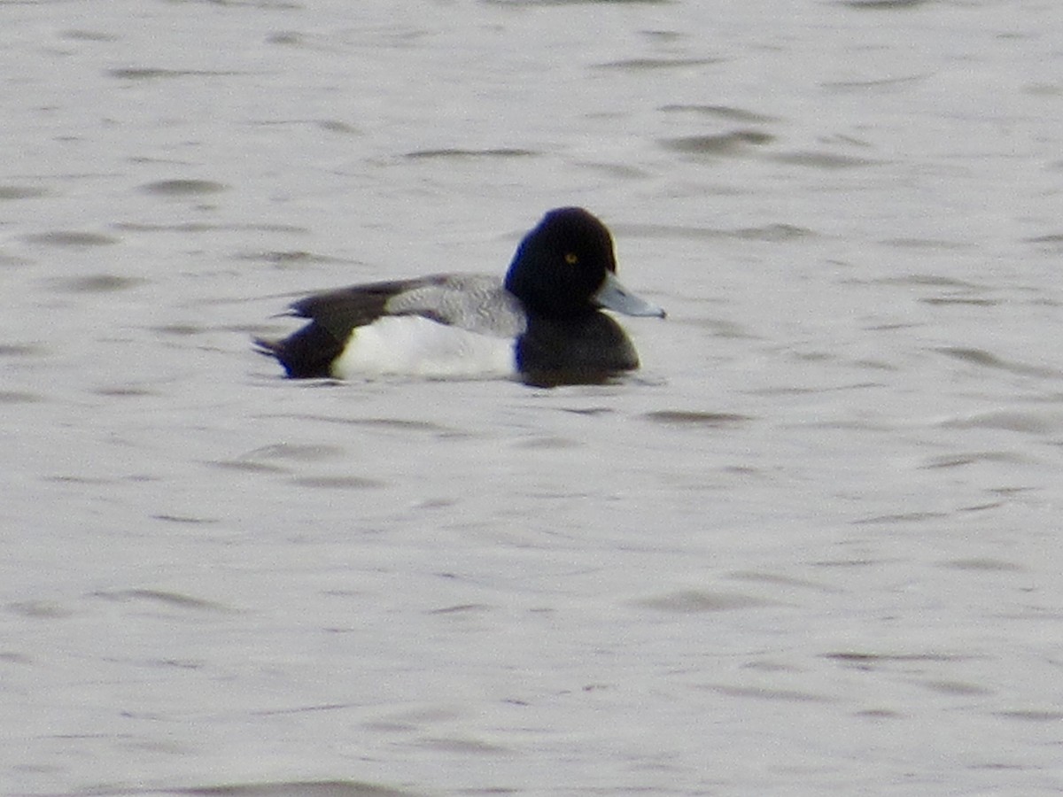 Lesser Scaup - ML646012796