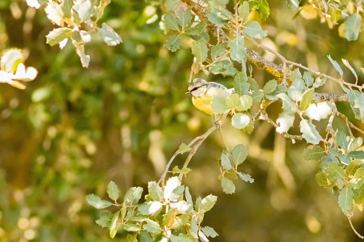 Eurasian Blue Tit - ML646012799