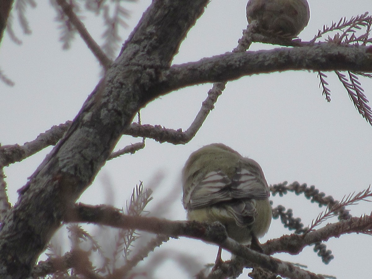 Chardonneret mineur - ML646012800