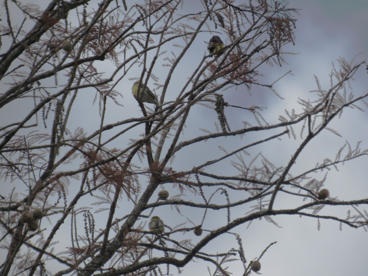 Altın İskete - ML646012805