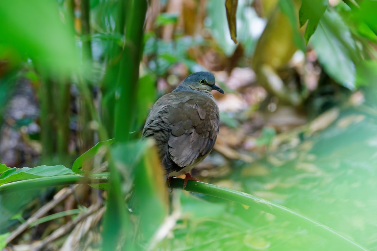 Gray-headed Dove (Gray-headed) - ML646012809
