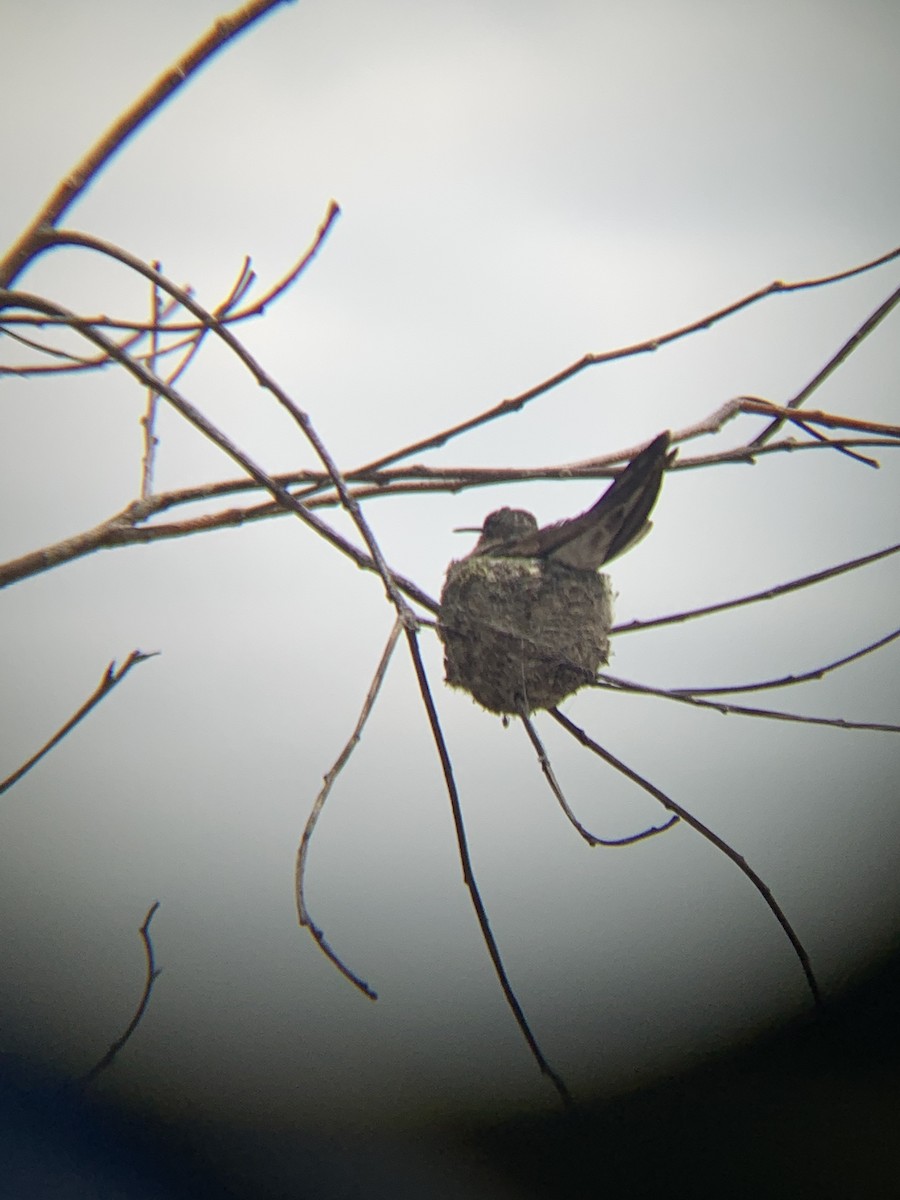 kjempekolibri - ML646012810