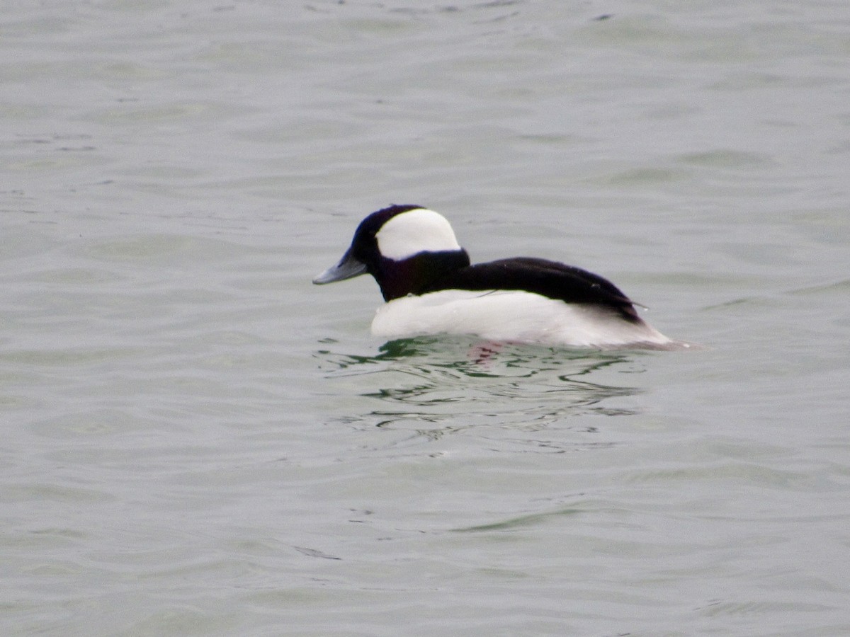 Bufflehead - ML646012812