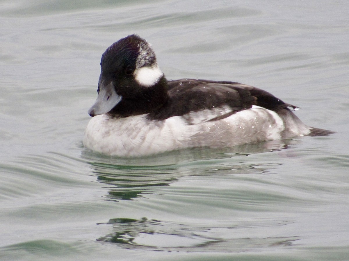 Bufflehead - ML646012813