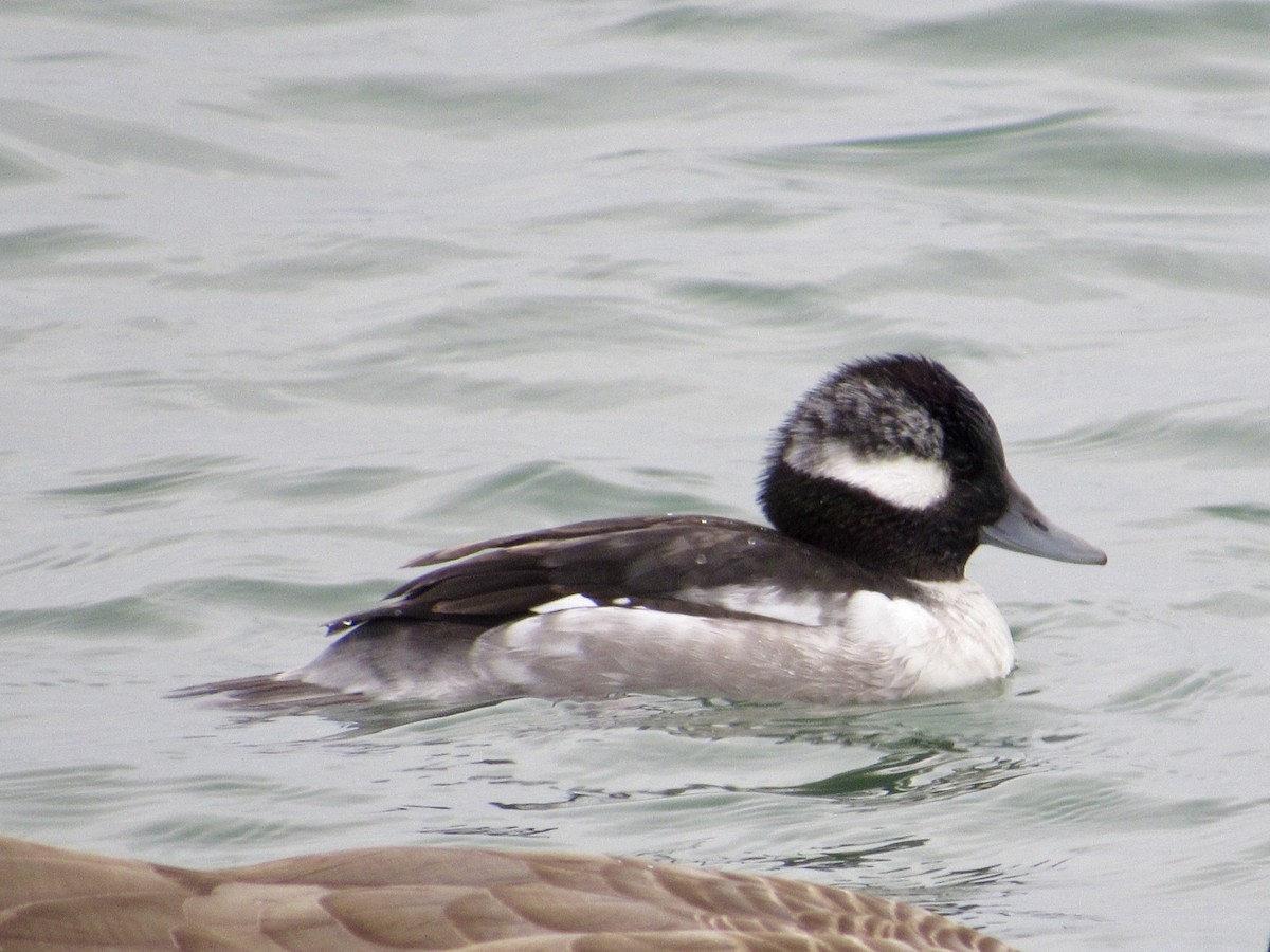 Bufflehead - ML646012814