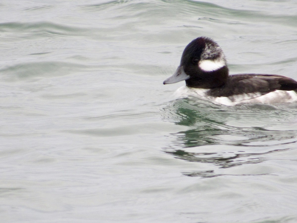 Bufflehead - ML646012815