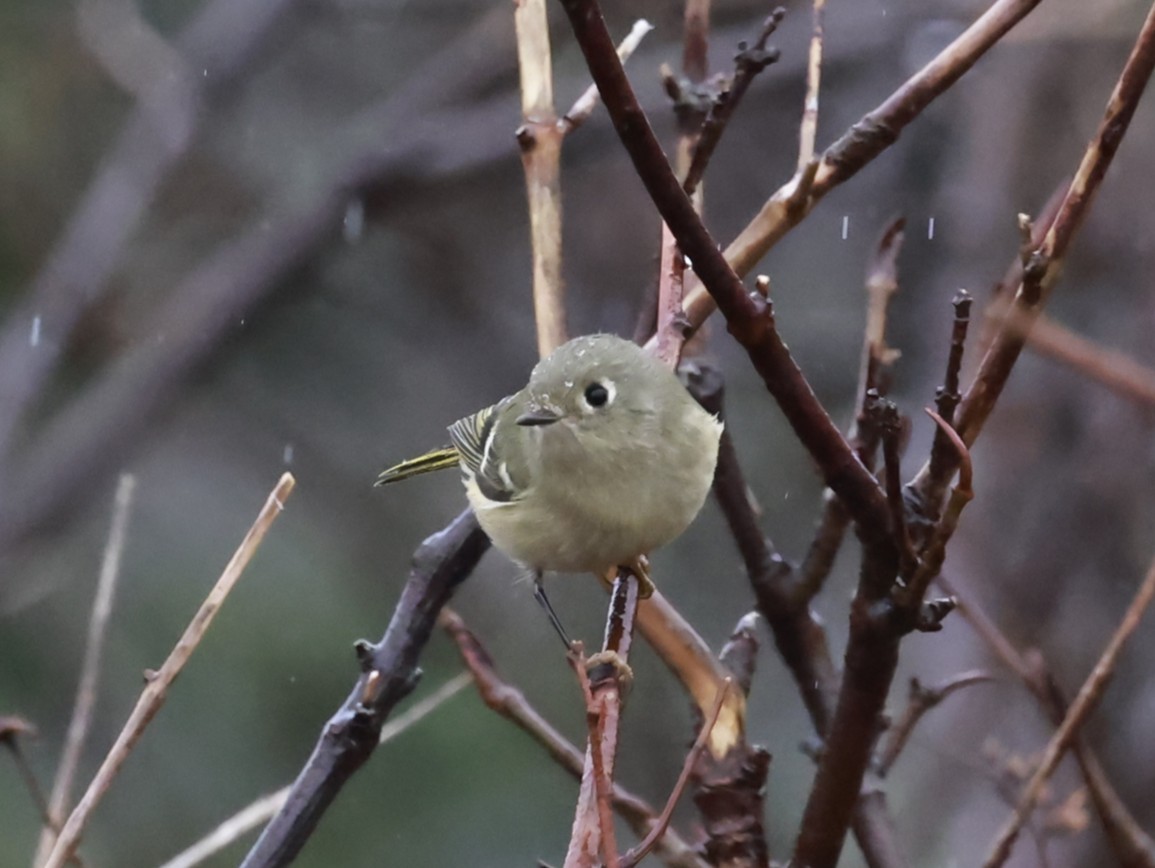 Ruby-crowned Kinglet - ML646012820