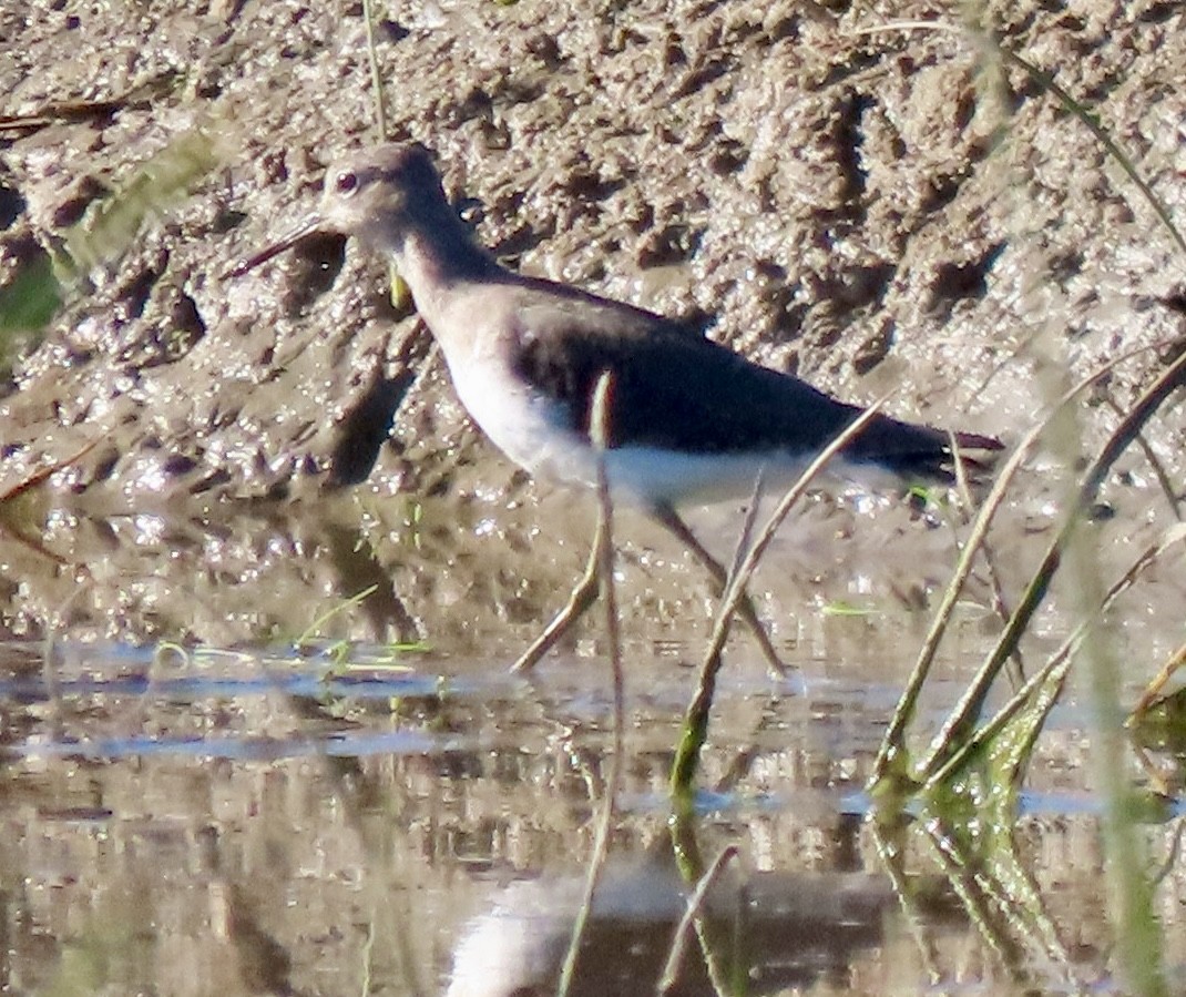 Solitary Sandpiper - ML646012821