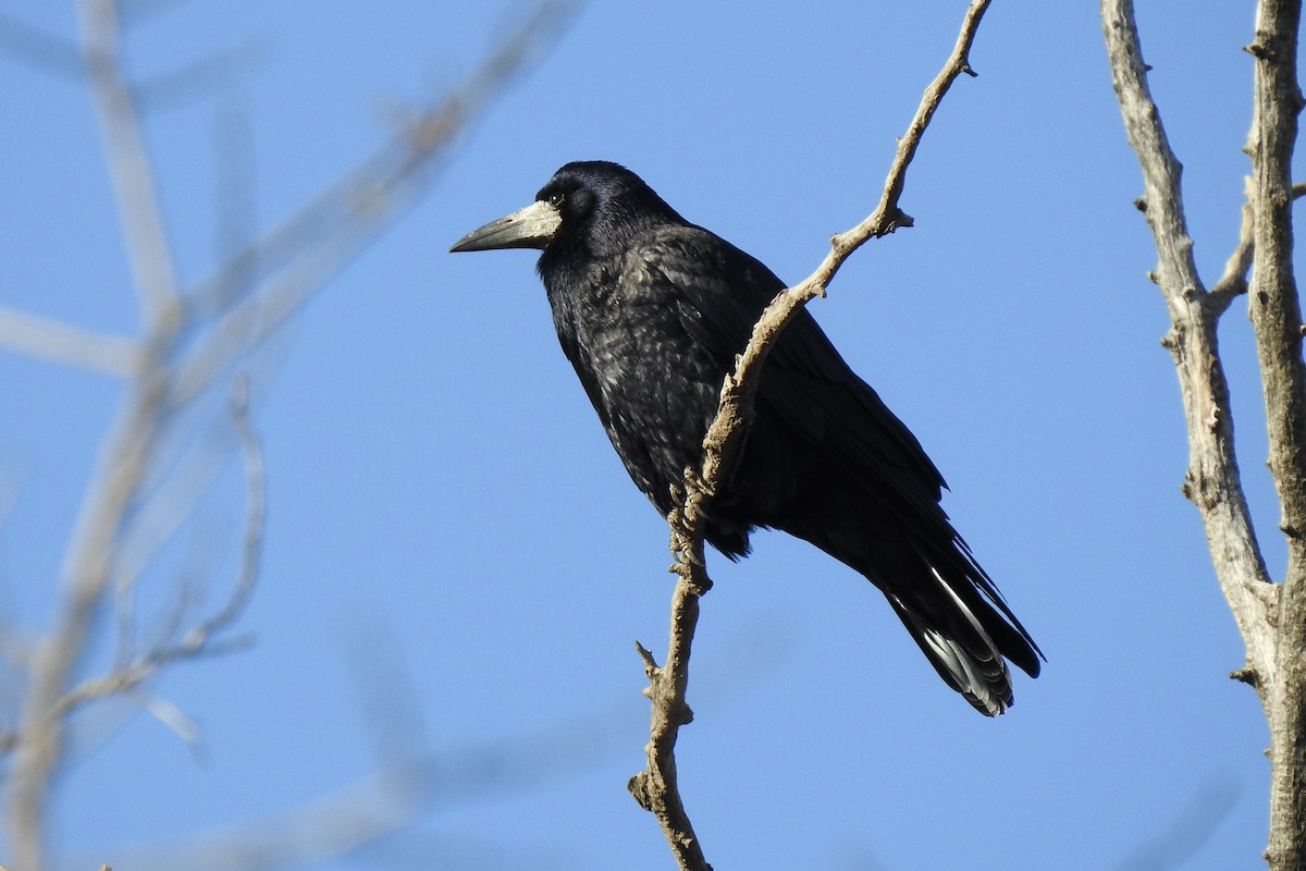 Ekin Kargası - ML646012824