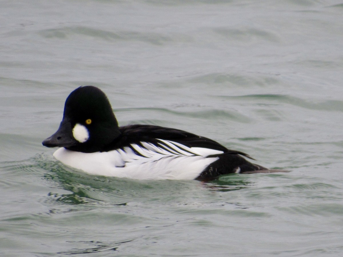 Common Goldeneye - ML646012826