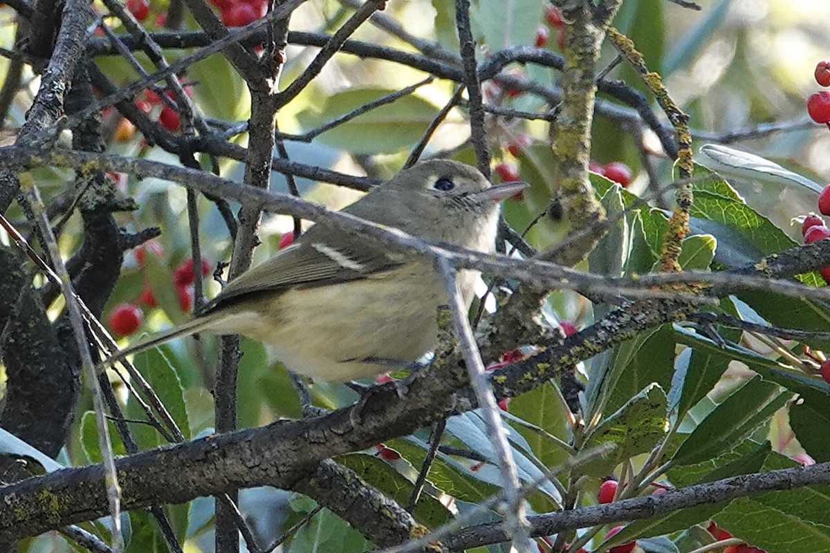 Hutton's Vireo - ML646012831