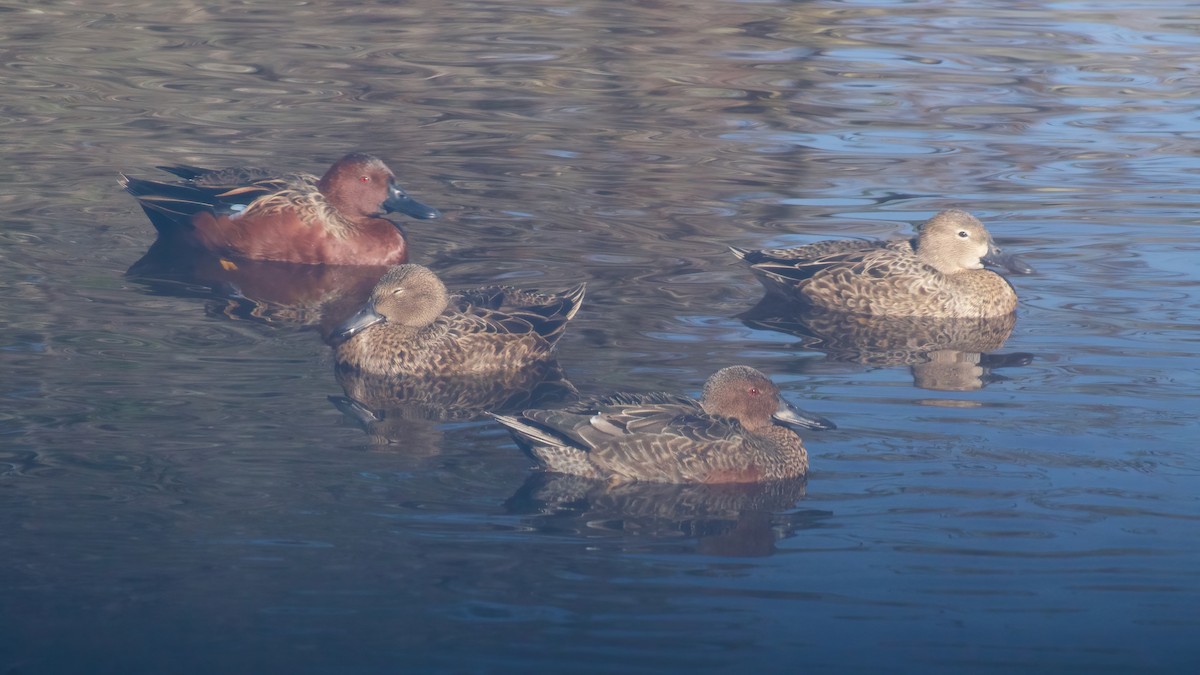 Alzavola cannella - ML646012843