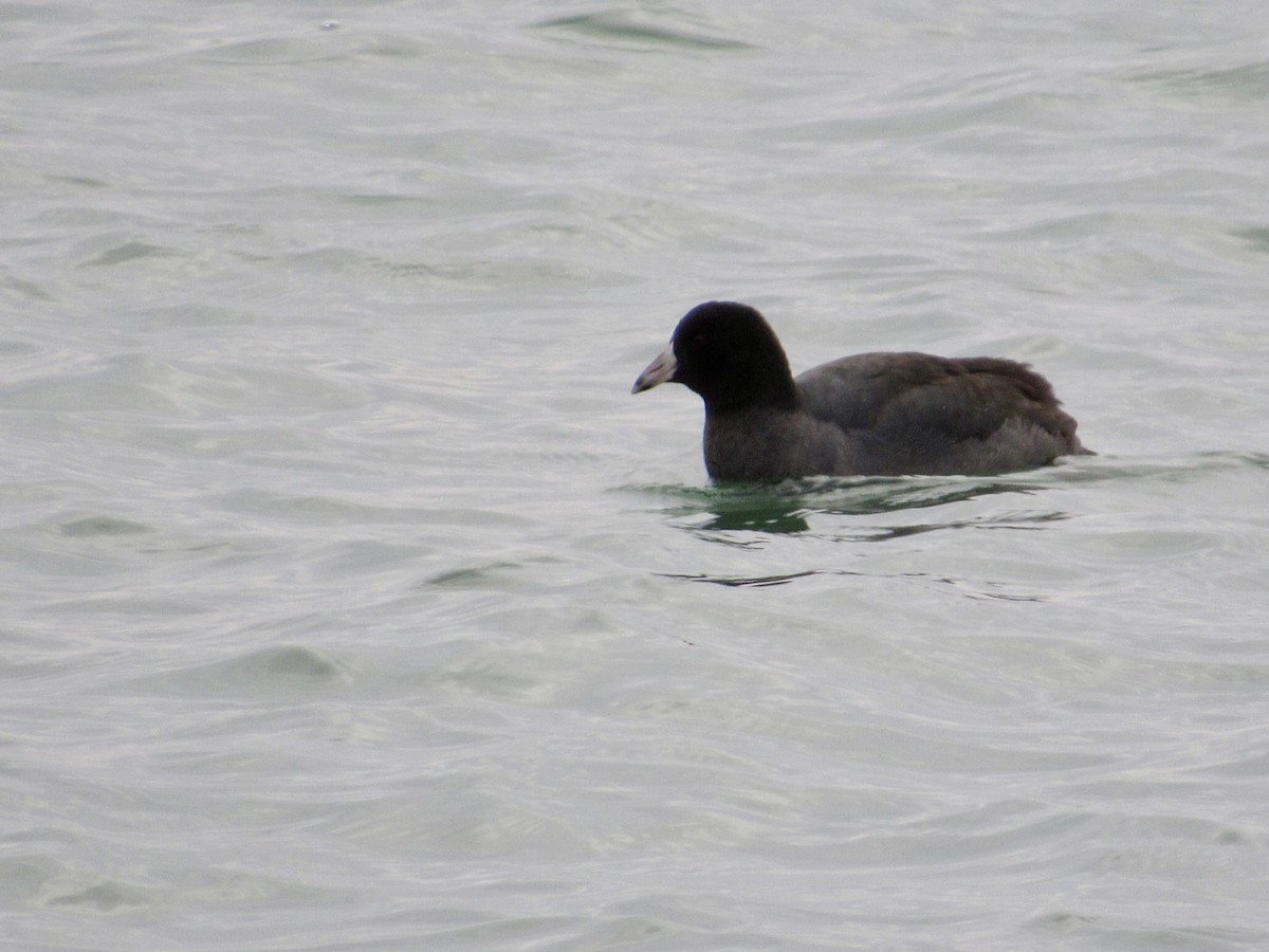 American Coot - ML646012845