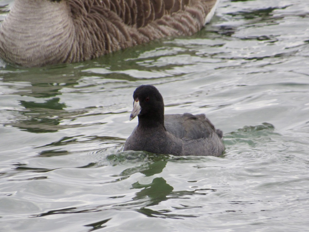 American Coot - ML646012846