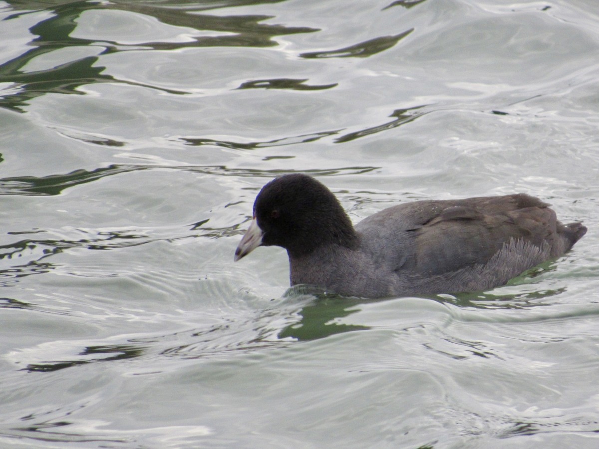 American Coot - ML646012847
