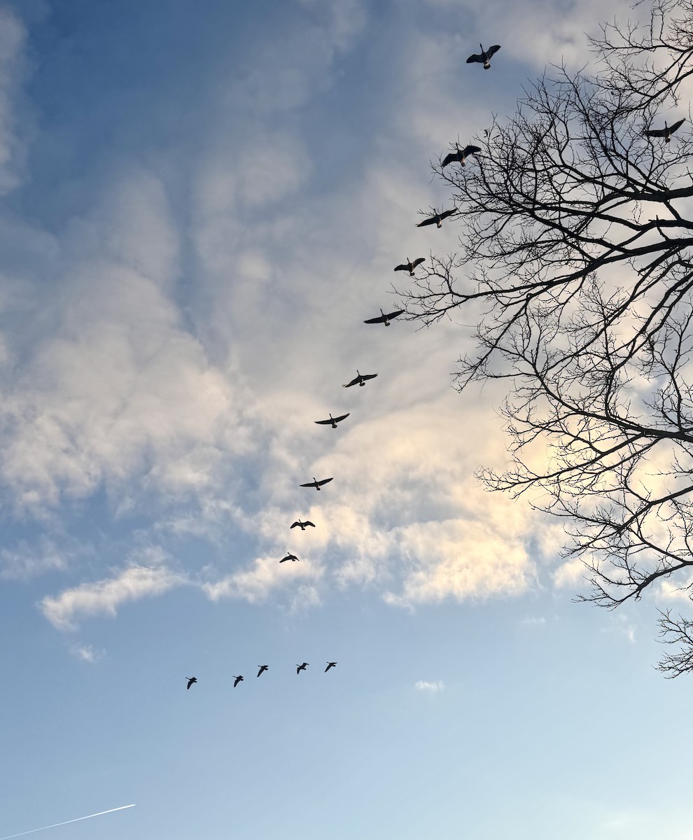 ברנטה קנדית - ML646012850