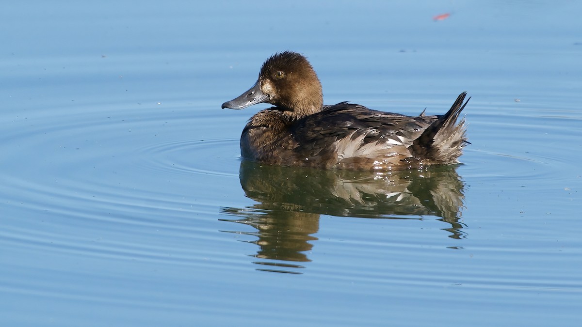 Lesser Scaup - ML646012854