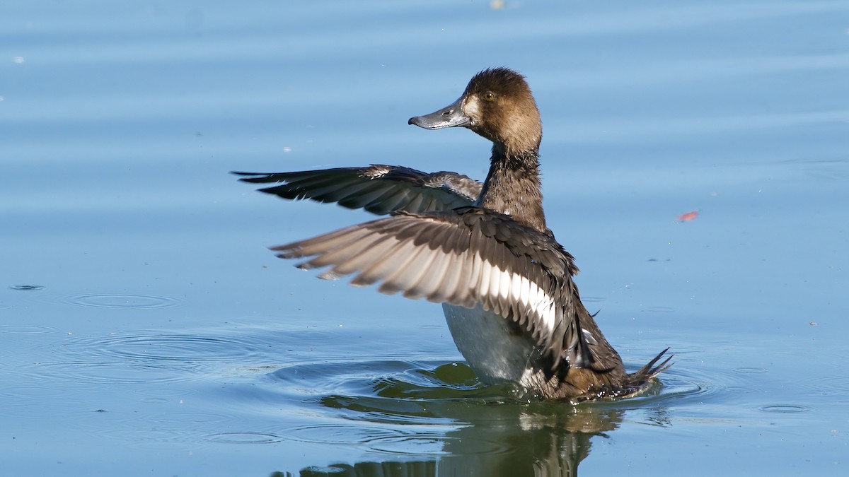 Lesser Scaup - ML646012855
