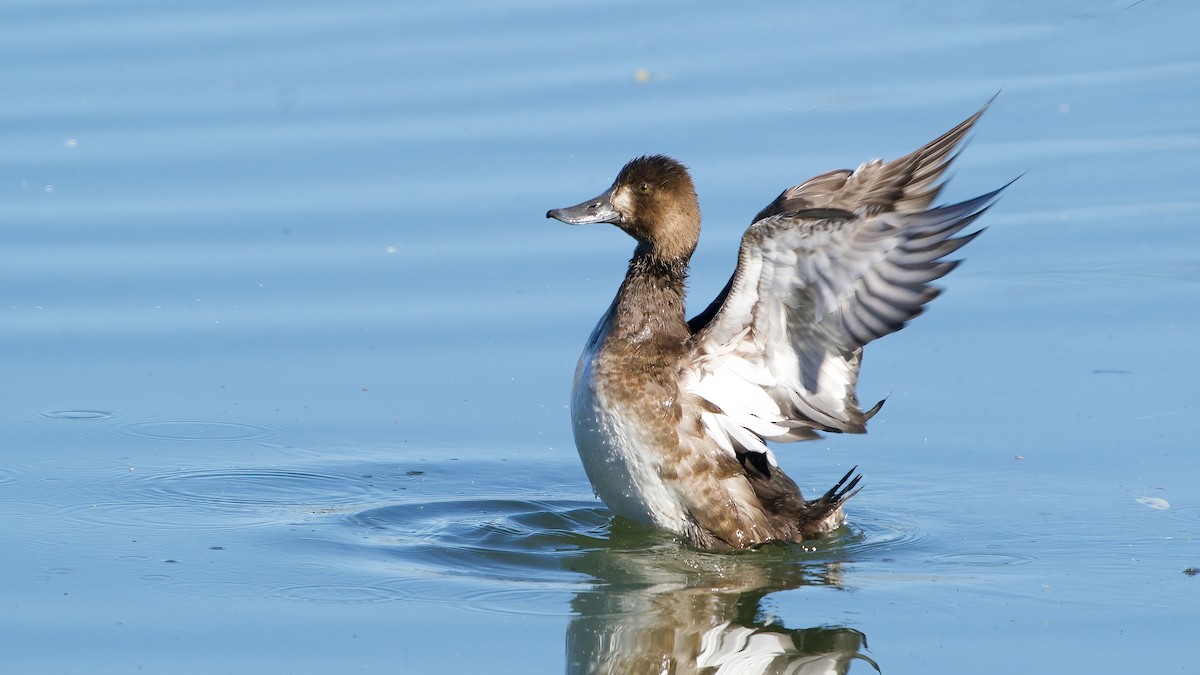 Lesser Scaup - ML646012856