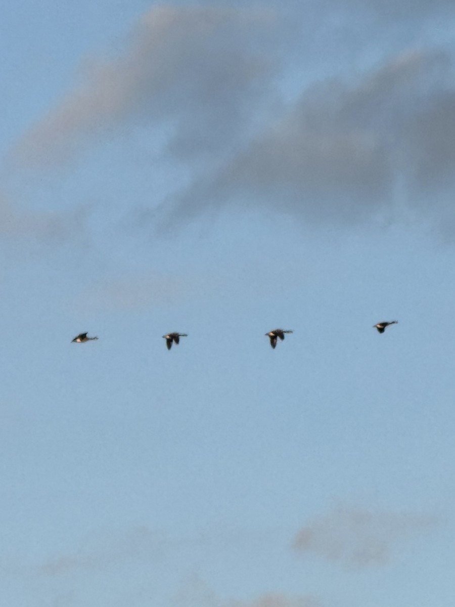 ברנטה קנדית - ML646012857