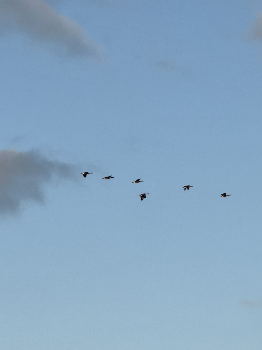 ברנטה קנדית - ML646012858