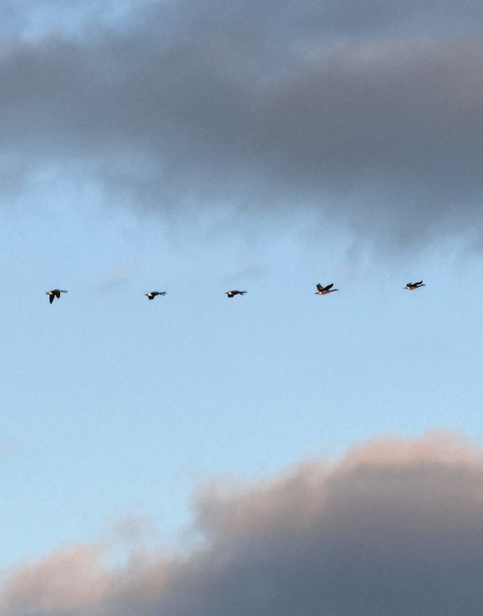 ברנטה קנדית - ML646012859