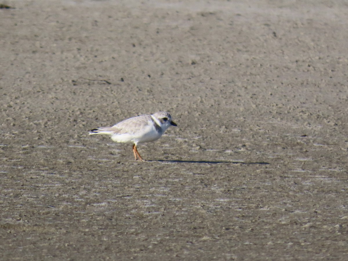 Piping Plover - ML646012860