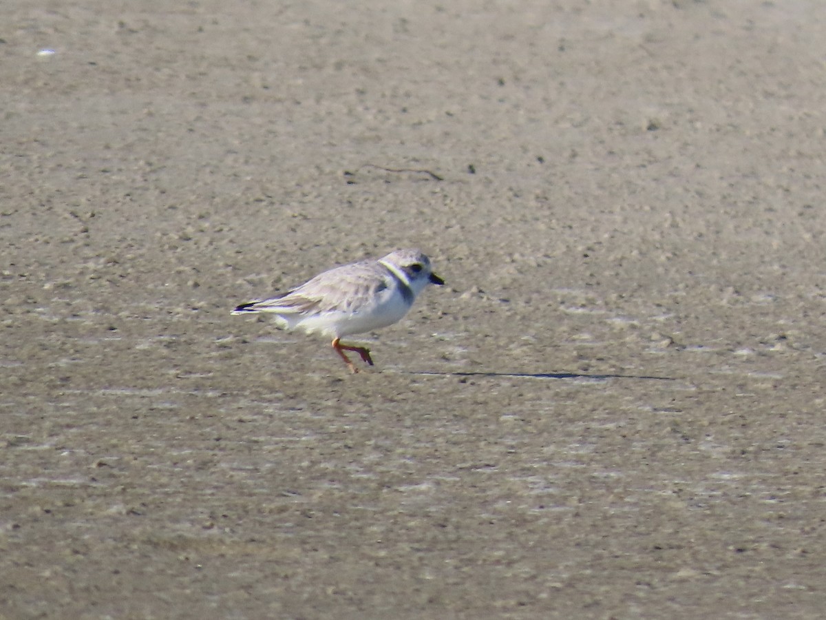 Piping Plover - ML646012861