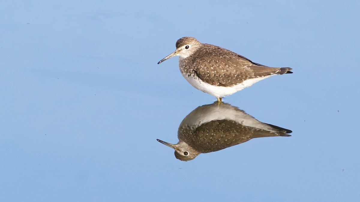 Solitary Sandpiper - ML646012862
