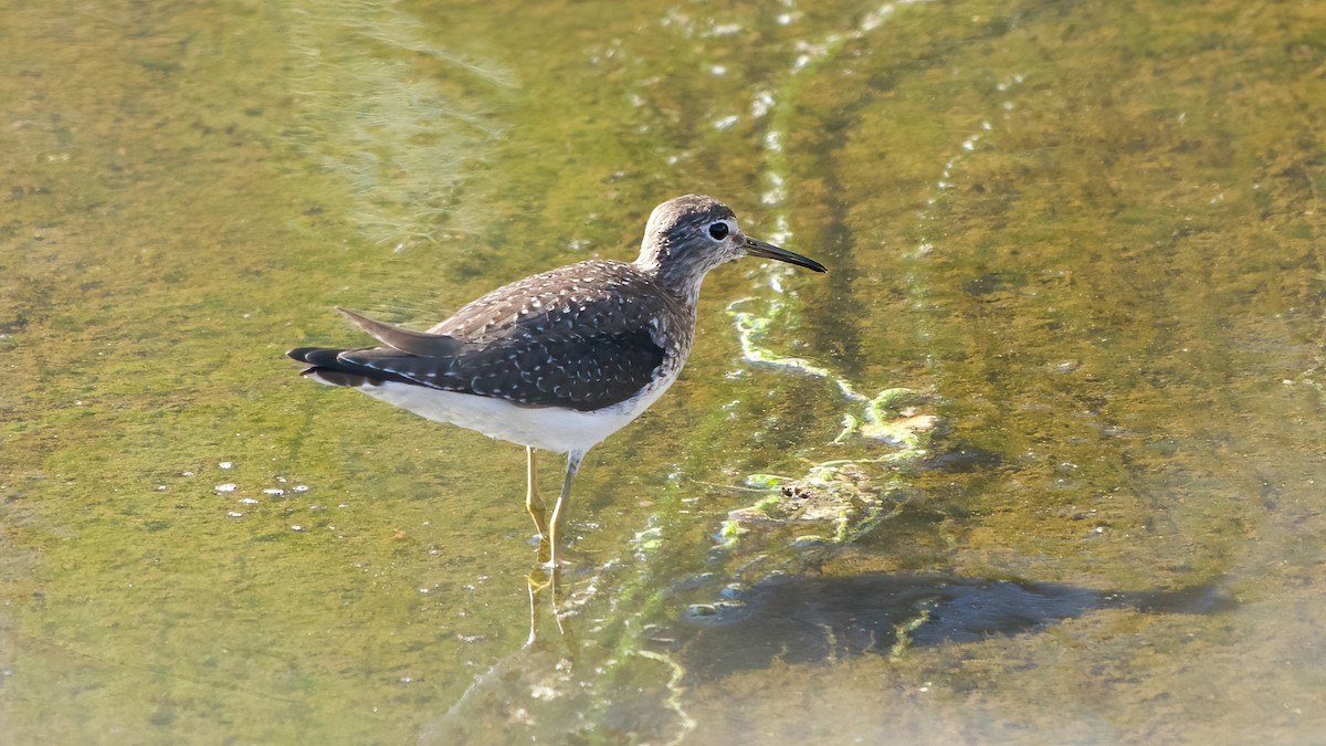 Solitary Sandpiper - ML646012863
