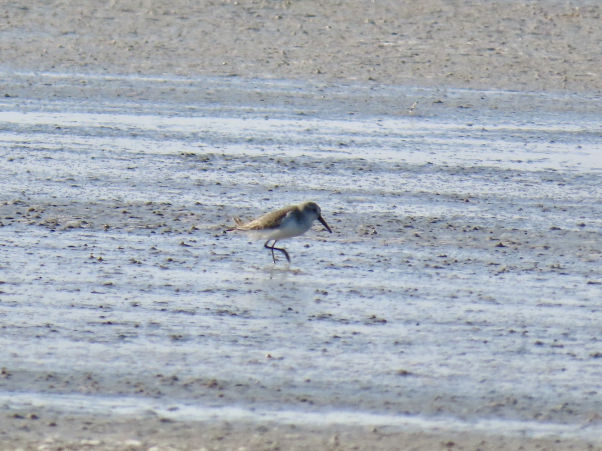 Western Sandpiper - ML646012864