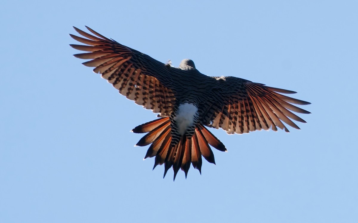 Northern Flicker (Red-shafted) - ML646012865
