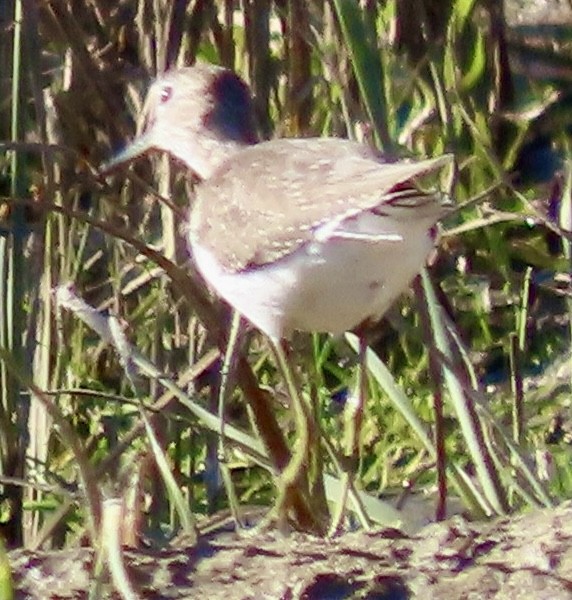 Solitary Sandpiper - ML646012871
