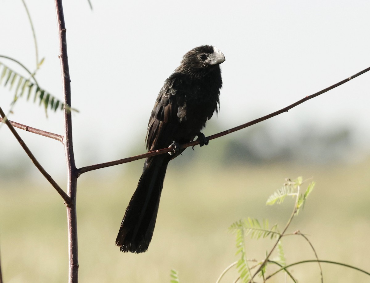 Ані товстодзьобий - ML646012879