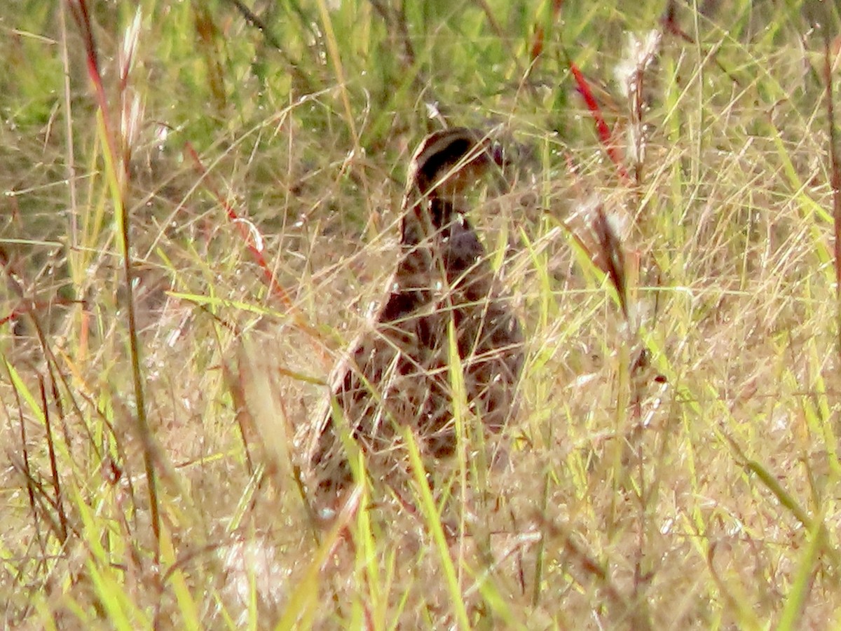 Northern Bobwhite - ML646012884