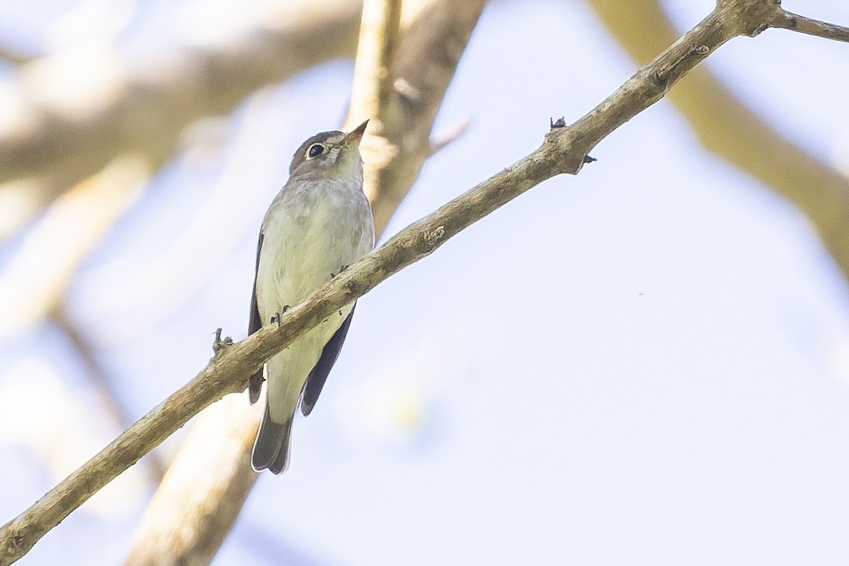 Asian Brown Flycatcher - ML646012886