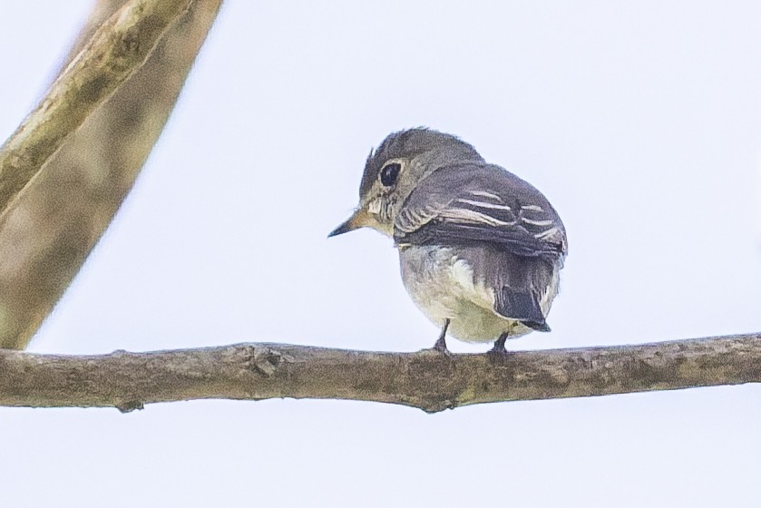 Asian Brown Flycatcher - ML646012887