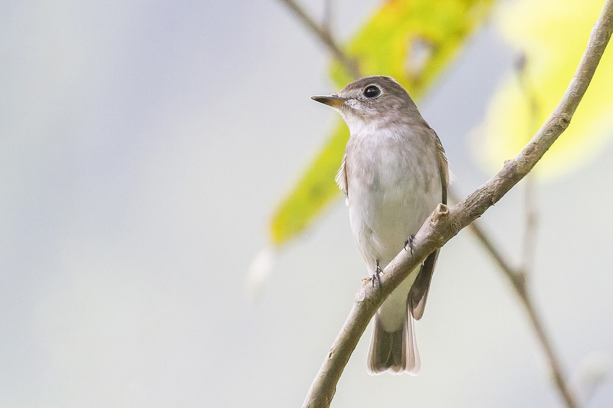 Asian Brown Flycatcher - ML646012888