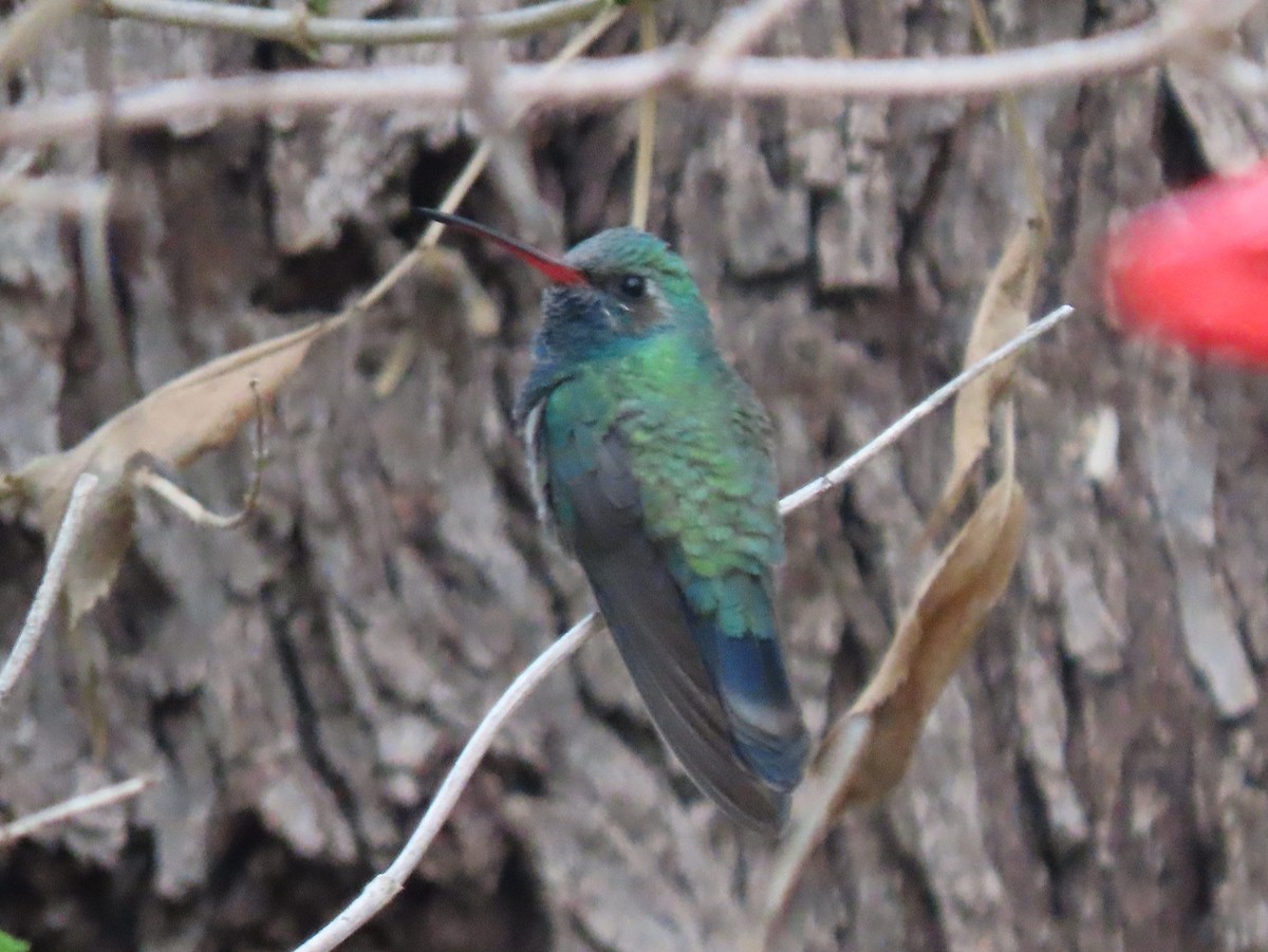 Broad-billed Hummingbird - ML646012900