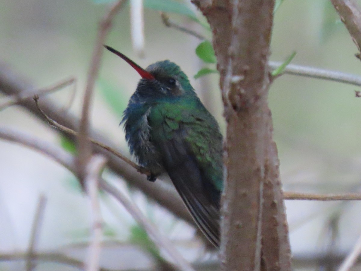Broad-billed Hummingbird - ML646012901