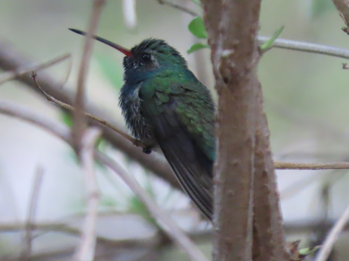 Broad-billed Hummingbird - ML646012902