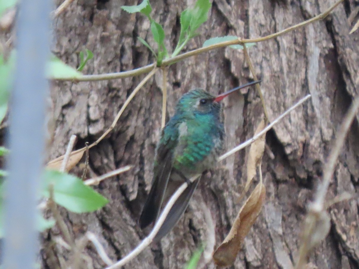 Broad-billed Hummingbird - ML646012903